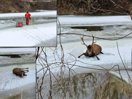 14 strażaków, 3 godziny walki o życie jelenia, który wpadł do Bugu [ZDJĘCIA]