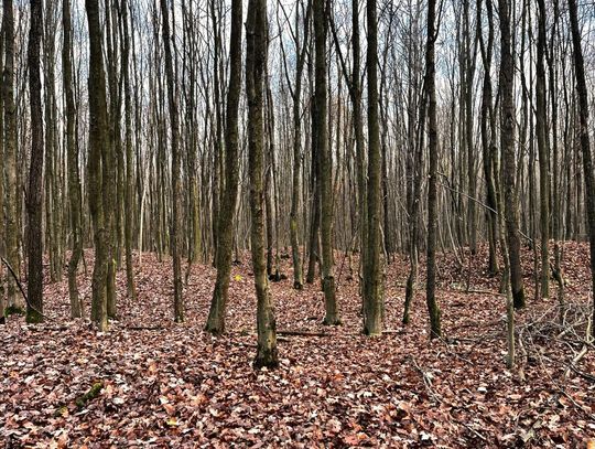 Regionalna Dyrekcja Ochrony Środowiska w Lublinie rozpoczyna procedurę przygotowania planów ochrony dla dwóch rezerwatów przyrody w województwie lubelskim. Chodzi o „Kurhany-Namule” w powiecie krasnostawskim oraz „Starodrzew Sosnowy” w powiecie chełmskim.
