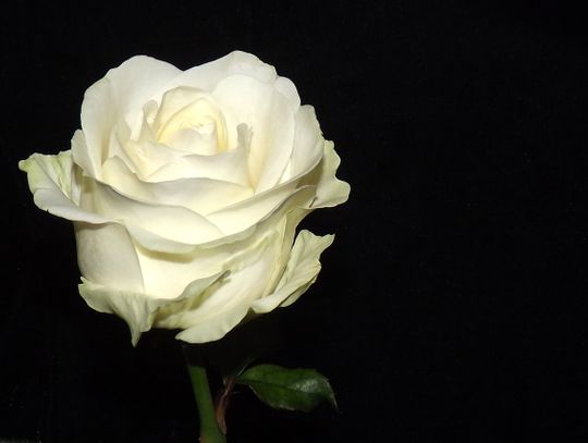 25 lat za zabójstwo żony