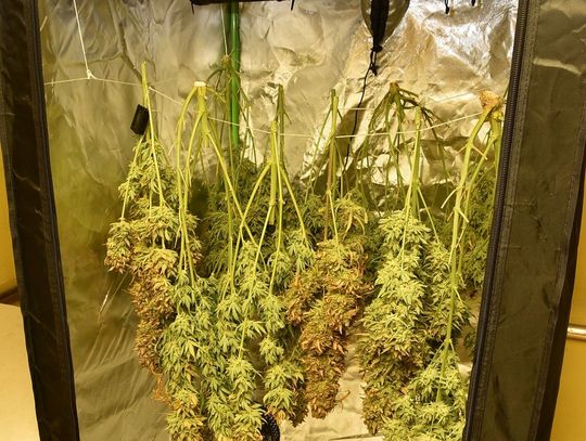 32-latek uprawiał w domu marihuanę. Wpadli do niego mundurowi i ją zarekwirowali