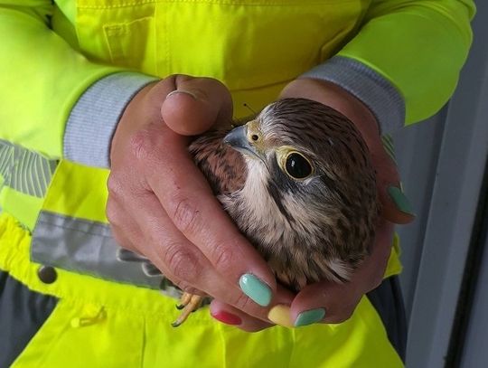 40 pustułek opuściło cementownie CEMEX w 2021 roku