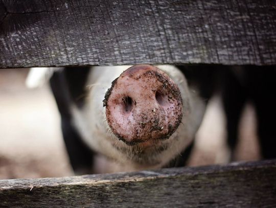 Afrykański pomór świń zaatakował nasze zwierzęta