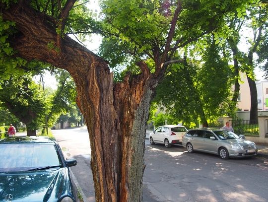 Akcja akacja zakończona fiaskiem