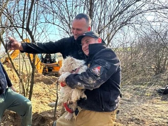 Akcja ratunkowa w Krasnymstawie. Strażacy uwolnili psa z lisiej nory