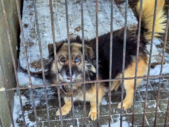 Pomoc zwierzętom wymaga empatii i rozsądku – emocje są zrozumiałe, ale to mądre działania realnie zmieniają ich los.