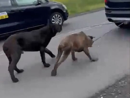 Aż trudno w to uwierzyć. Ciągnął psy za samochodem [WIDEO]