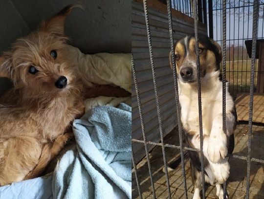 Bezdomniaki obejrzyj w sieci