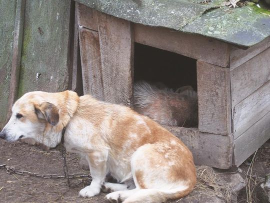 Bliski śmierci pies został odebrany właścicielowi. Na ratunek zwierzętom! [ZDJĘCIA]