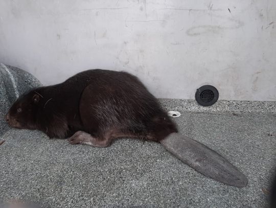 Bóbr wykiwał strażników