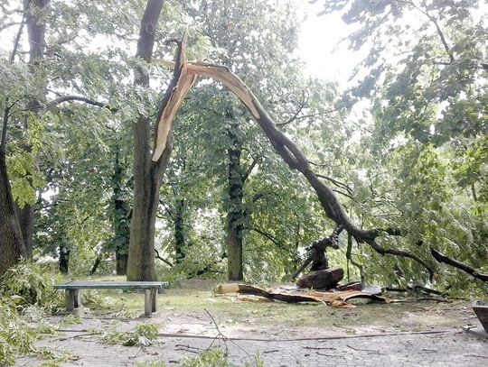 Burza powaliła wiekowe drzewa
