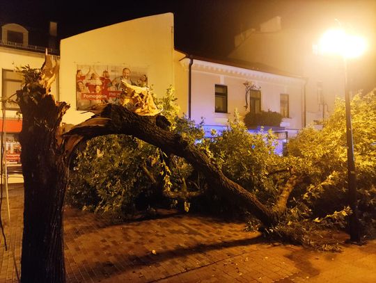 Chełm. Powalone drzewo na deptaku. Skutki burzy w powiecie chełmskim [ZDJĘCIA]