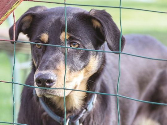 By poprawić pieski żywot