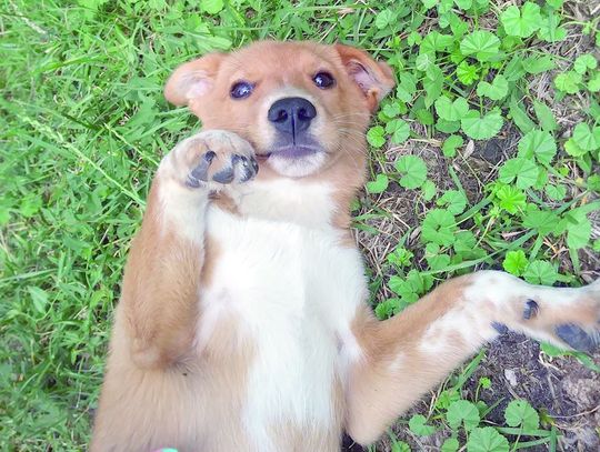 Charytatywnie dla Syrenki