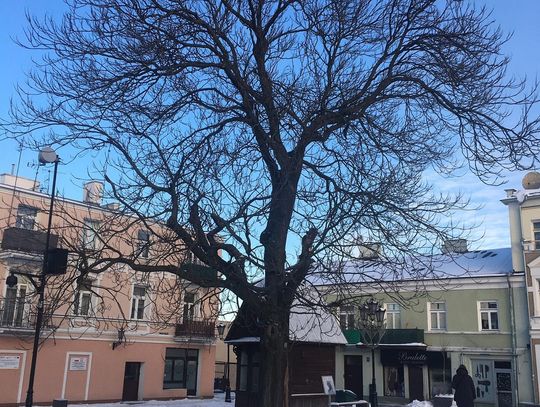 Chełm. Ajlant z centrum miasta zagrożeniem. Będą go jednak próbować ratować!