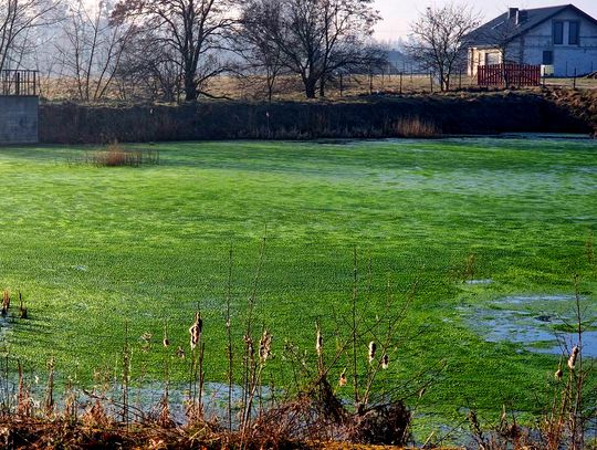 Chełm. Czy grozi nam katastrofa ekologiczna? Podejrzane glony w odstojniku przy Wygonie