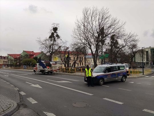 Chełm: Czyszczą drzewa z jemioły