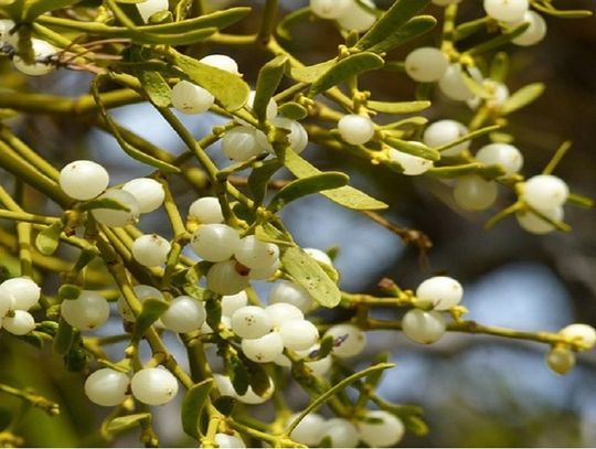 Chełm: Drzewa umierają stojąc