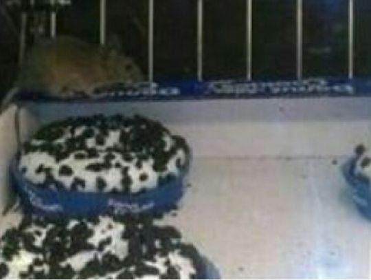 Chełm: Gryzonie wśród pączków?