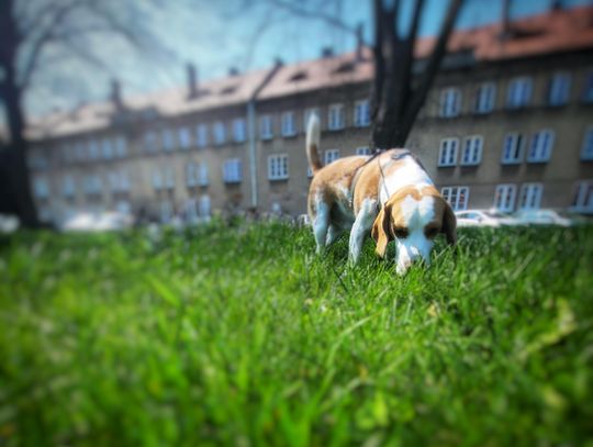 Chełm. Jak sąsiedzi trują zwierzęta! Resztki do kosza, a nie na trawnik!