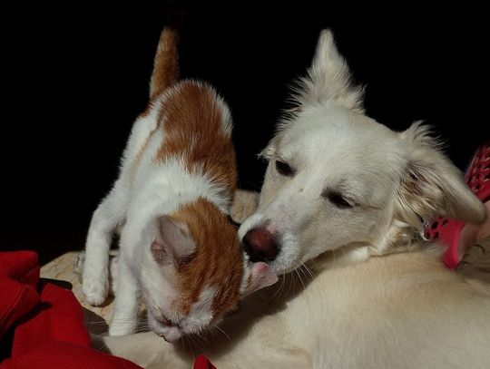 Chełm: Kastracja psów i kotów - kolejna edycja z budżetu obywatelskiego