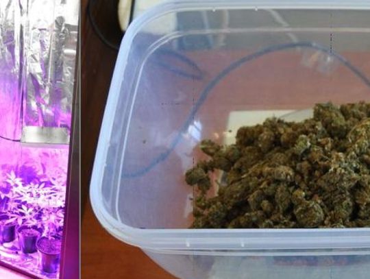 Chełm: Konopie uprawiał w szafie