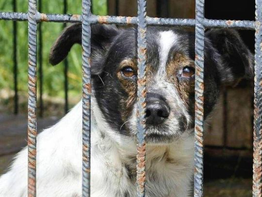 Chełm. Kontrola w schronisku dla bezdomnych zwierząt: standardy utrzymane, ale potrzebne inwestycje