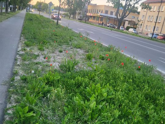 Chełm. Koszą - źle, nie koszą - jeszcze gorzej. Co z tą zielenią?