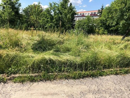 Chełm: Koszenie w mieście kuleje