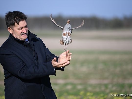 Chełm: Kuropatwy wracają na Lubelszczyznę