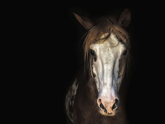Chełm: Motocyklista zderzył się z...koniem