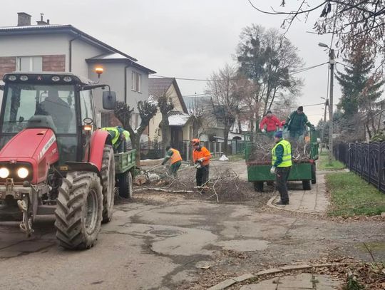 Chełm. MPGK rozpoczął walkę z jemiołą. Ruszyła też pielęgnacja drzew