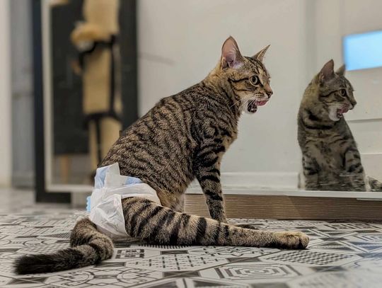 Chełm. Murka potrzebuje pomocy, aby stanąć na własnych łapkach!