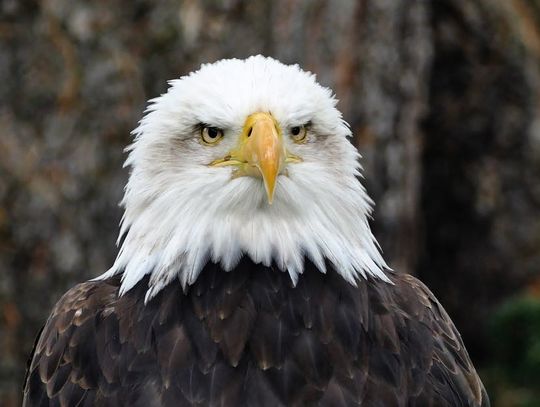 Chełm: Na skwerze stanie pomnik Chełm: Na skwerze stanie pomnik