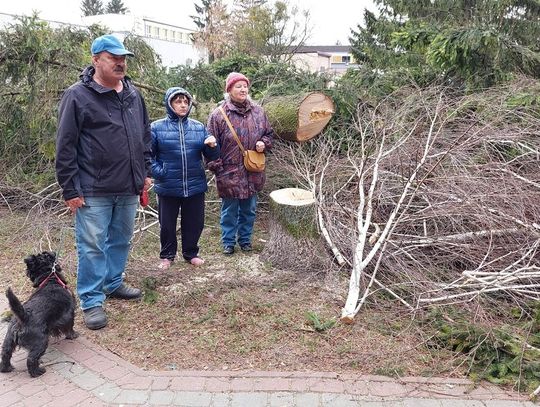 Chełm: Niszczenie przyrody czy ochrona ludzi? Wycinka drzew na Wojsławickiej [ZDJĘCIA]