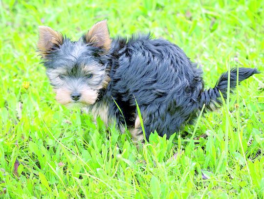 Chełm: Pakiety na psie kupy za darmo