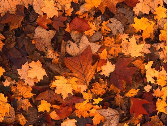 Chełm. Piękna złota jesień, ale... co zrobić z opadłymi liśćmi?