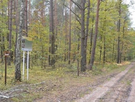 Chełm: Po skończonej pracy leśne drogi w Kumówce wrócą do stanu używalności