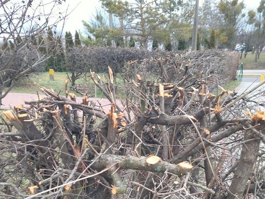 Chełm: Podzielił ich żywopłot. Zarząd go przyciął, a mieszkańcy tego nie chcieli