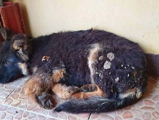 Chełm: Pomóżmy uratować łapę Szczęściarza