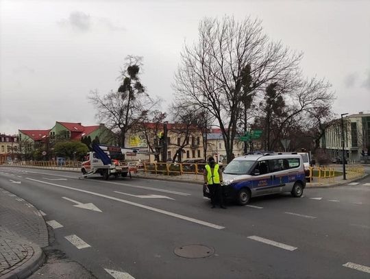 Chełm: Ponad milion zł ma w sumie kosztować usuwanie jemioły z miejskich drzew
