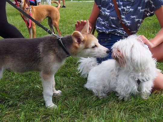 Chełm: Przyjdź na Dzień Zwierzaka