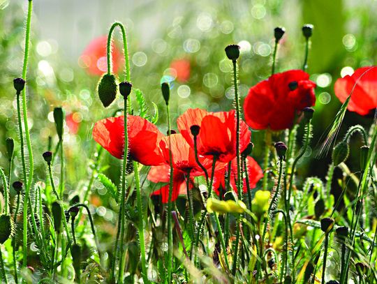 Chełm: Radny apeluje o kwietne łąki