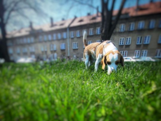 Chełm. Jak sąsiedzi trują zwierzęta! Resztki do kosza, a nie na trawnik!