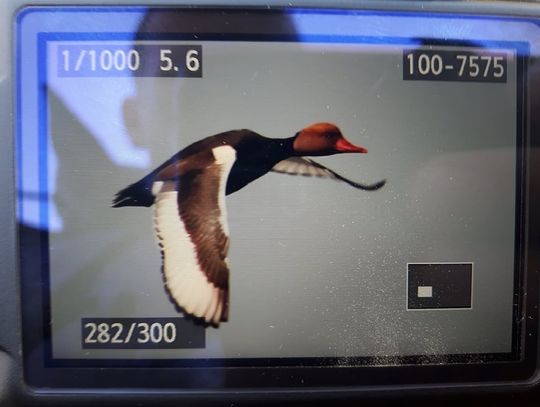 Chełm: Rzadkie ptaki nad Zalewem Żółtańce