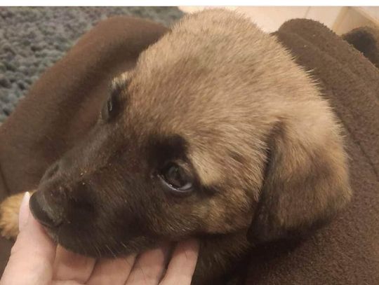 Chełm: Kto porzucił na ulicy cztery szczeniaczki? Szukają dla nich domów i człowieka bez serca!