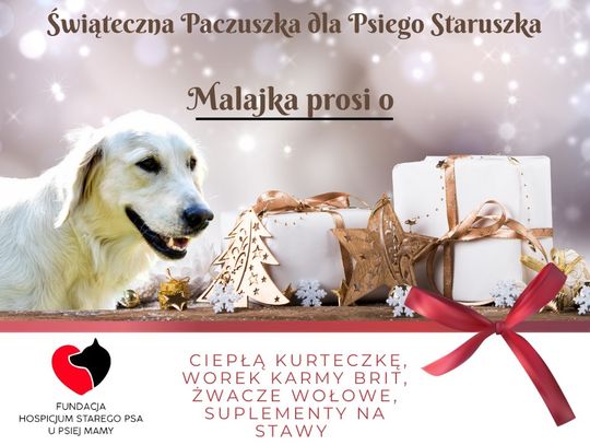 Ruszyła akcja „Świąteczna Paczuszka dla Psiego Staruszka”.