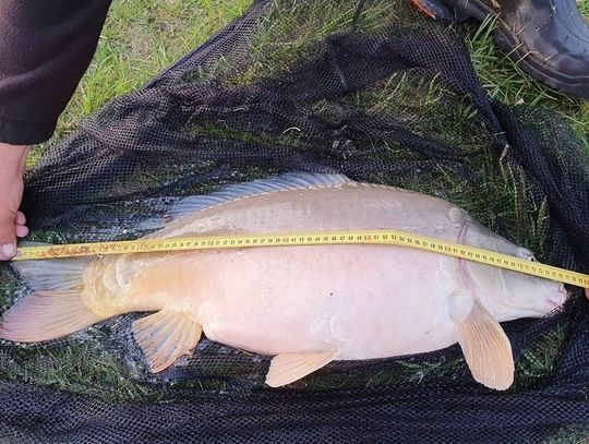 Chełm: Taaka ryba, warta każdej kasy