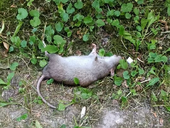 Chełm: Uwaga. Szczury na Wolności!