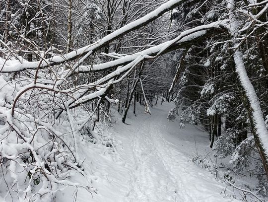 Chełm: Uważajcie w lasach! Nadleśnictwo prowadzi prace porządkowe