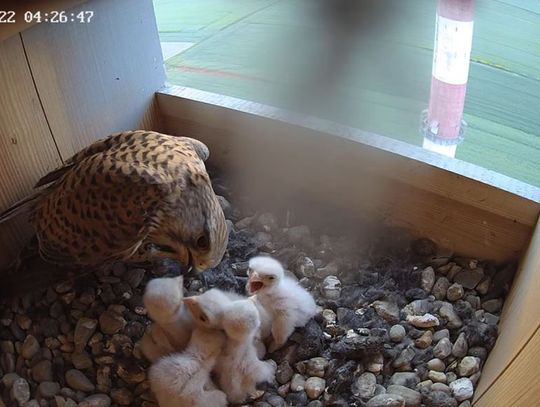Chełm. W cementowni wykluły się już pierwsze pisklęta pustułek. Można je podglądać...